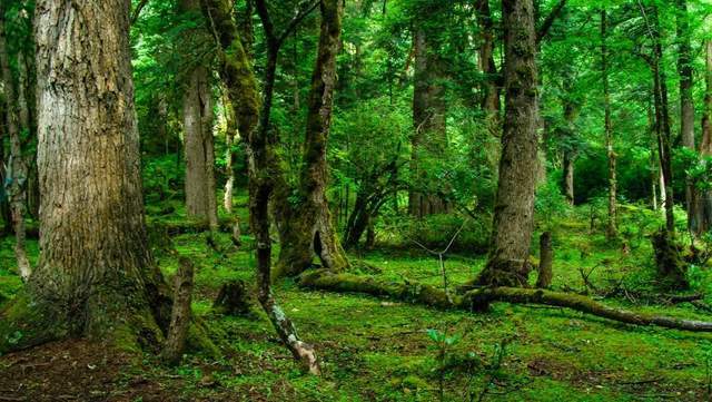 植樹節-春風十里，正“植”有你【杭州易造】