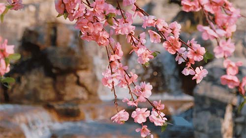 三八婦女節(jié)丨祝所有女神:愿你笑靨如花,一生不減芳華-杭州易造