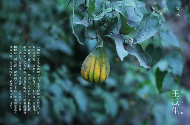 立夏六｜春光忽盡，夏木成陰【杭州易造】